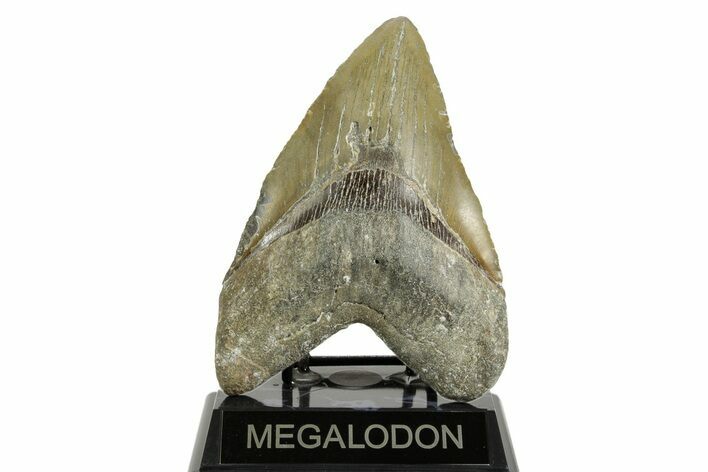 Huge, Fossil Megalodon Tooth - North Carolina #372376